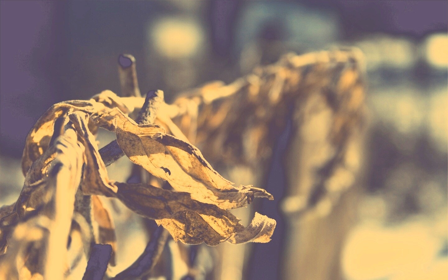 Сухие листья на железном заборе обои