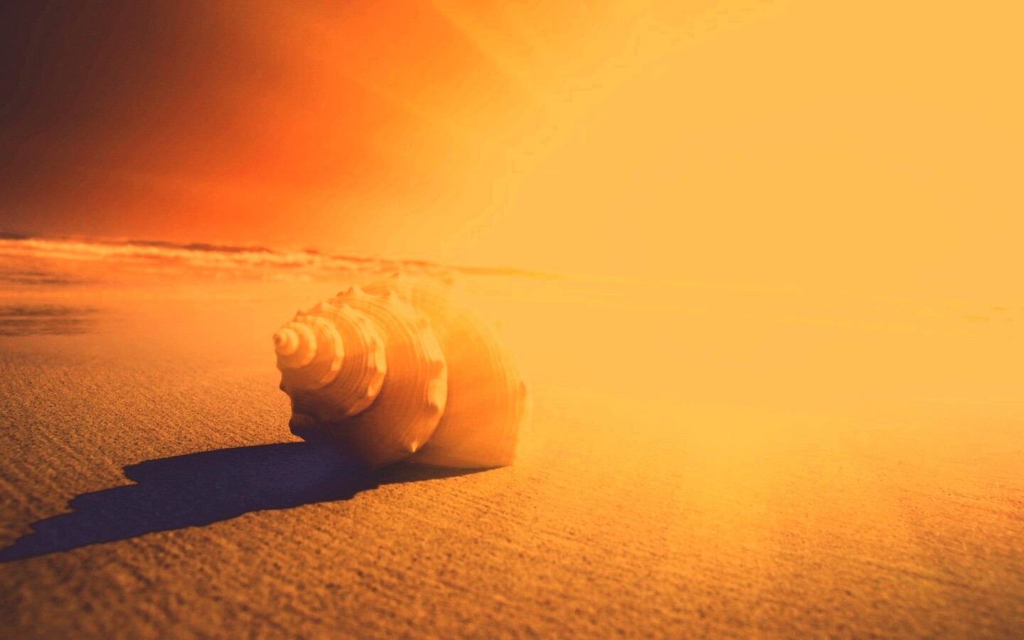 Золотистая ракушка обои