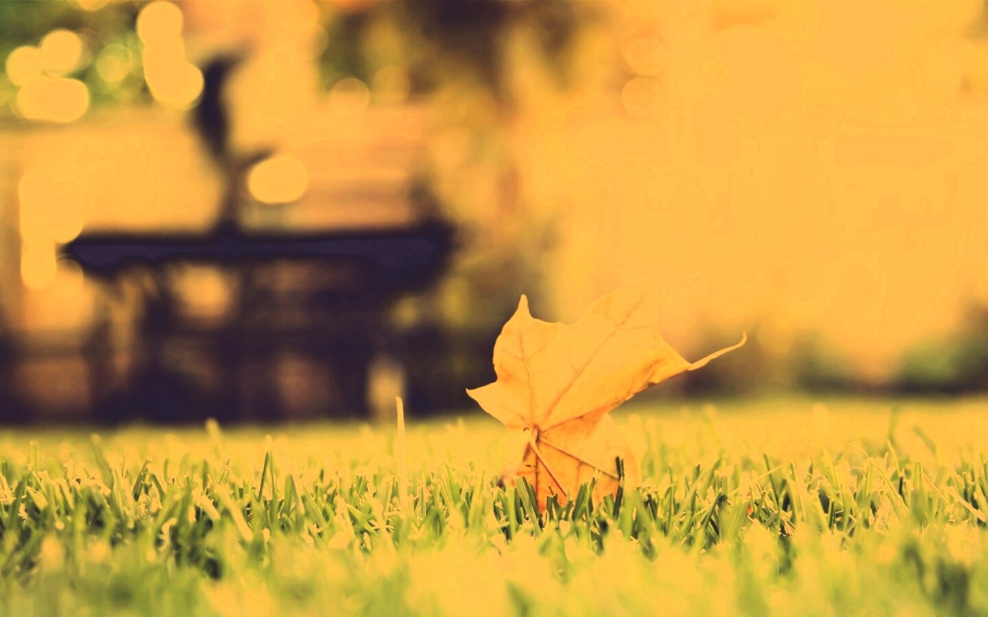 Зеленый лист на траве обои