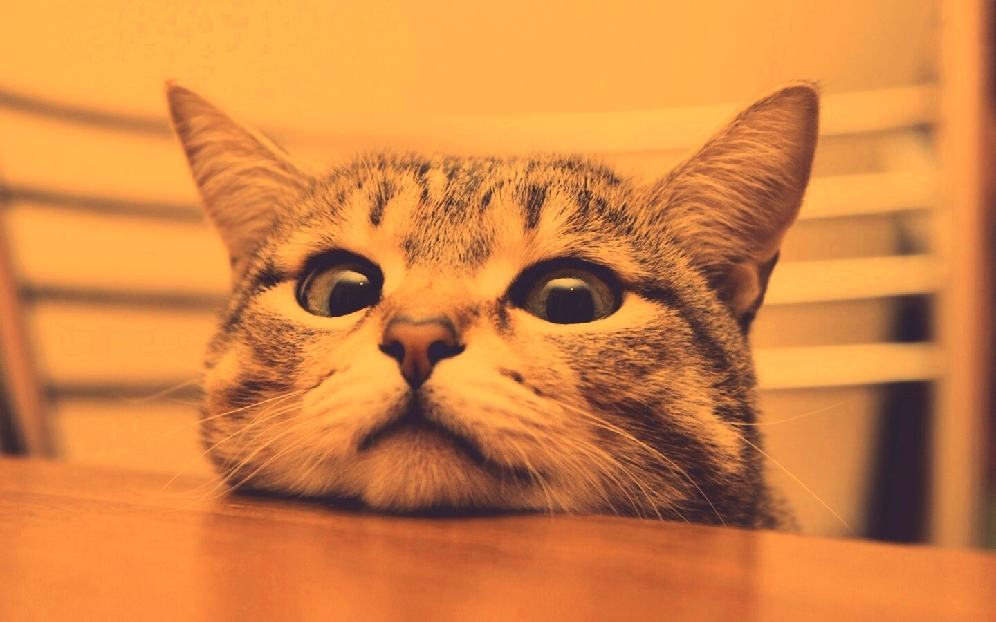 Любопытный котейка обои