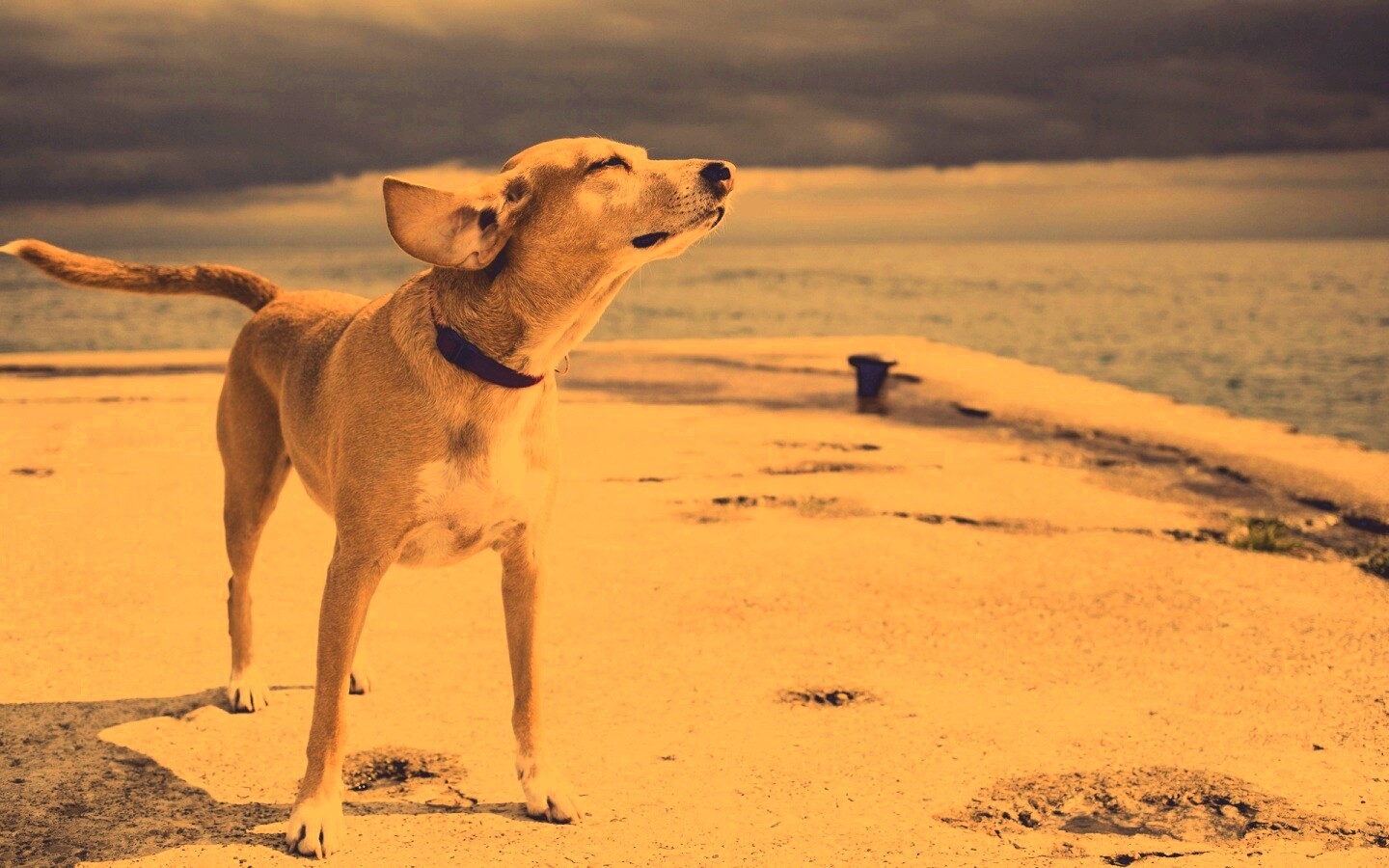 Собака на пирсе обои