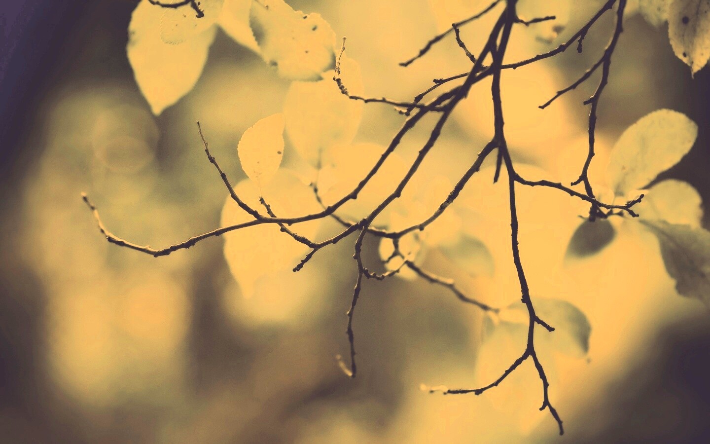 Осенние ветки без листьев обои