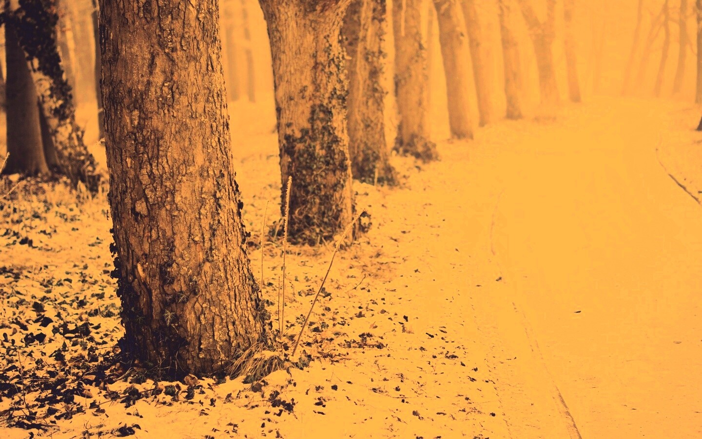 Дорога в зимнем лесу обои