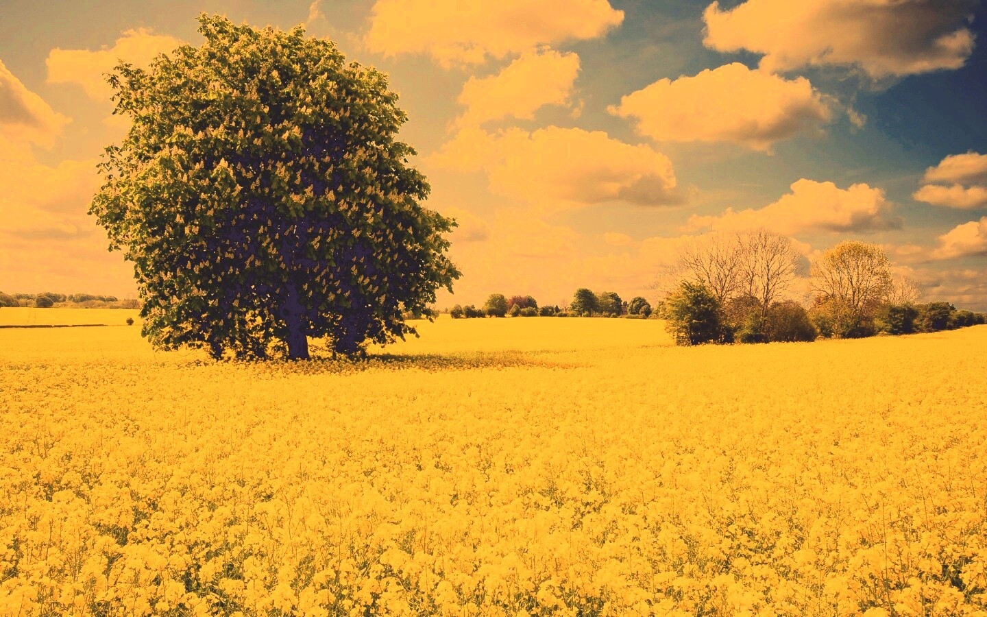 Каштан на цветочном поле обои