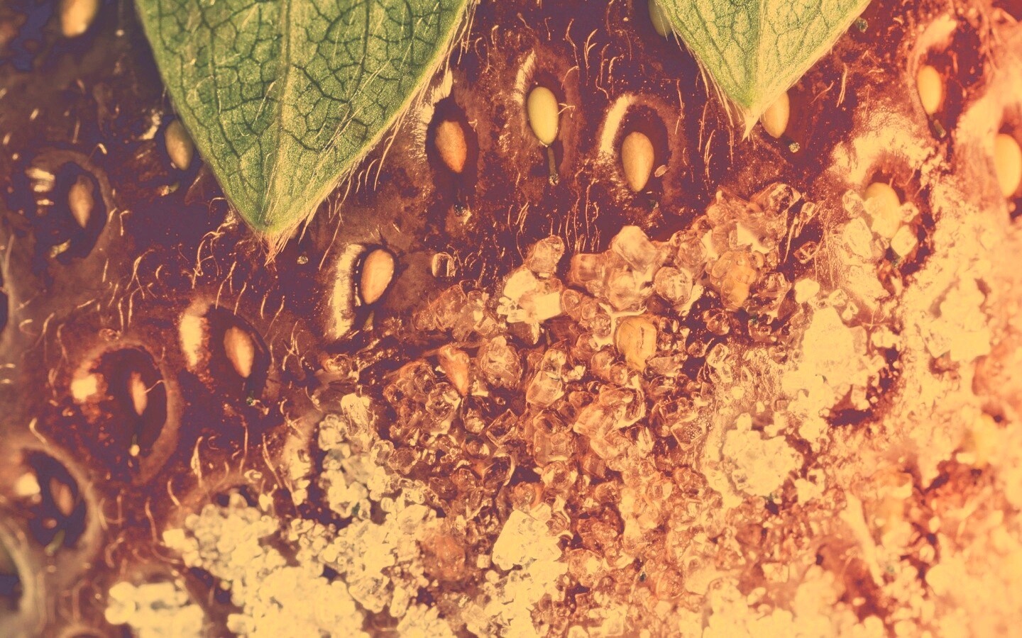 Клубника в сахаре обои