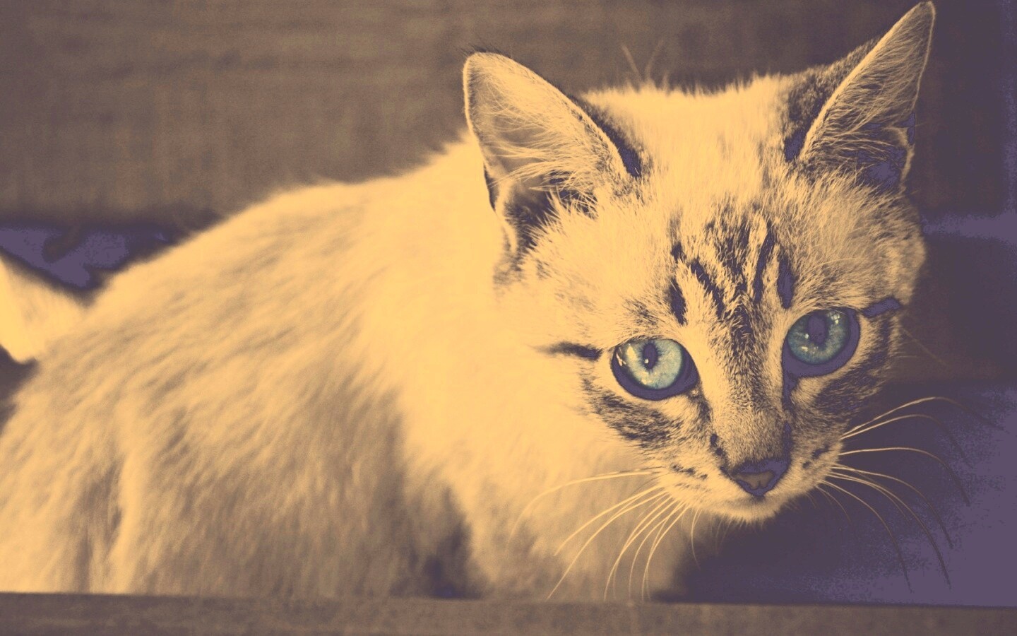 Котенок с синими глазами обои