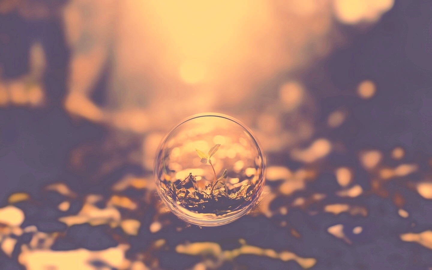 Росток в пузыре обои