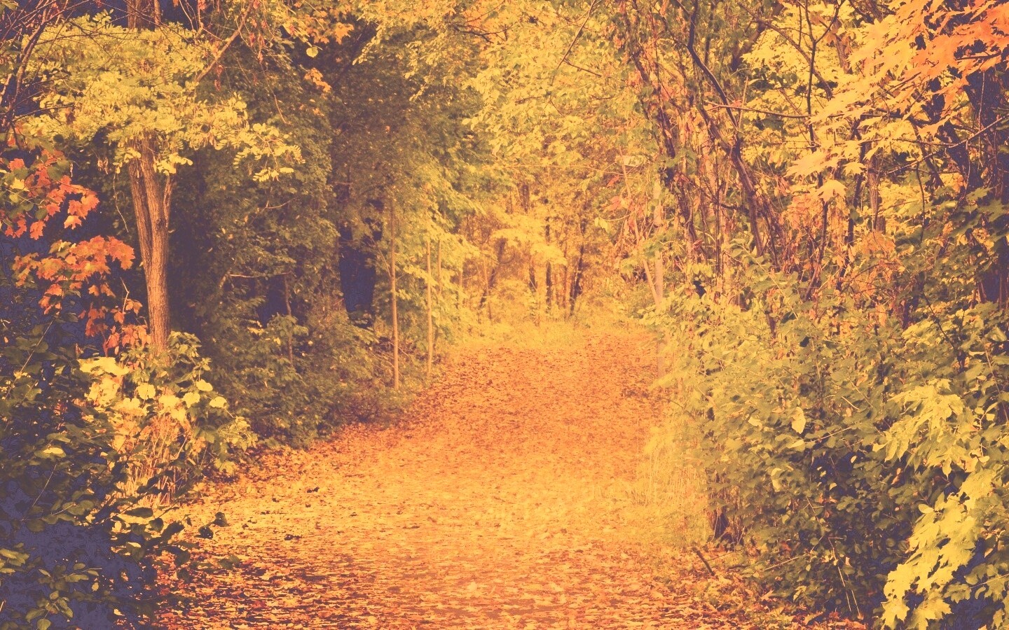 Дорожка в осеннем лесу обои