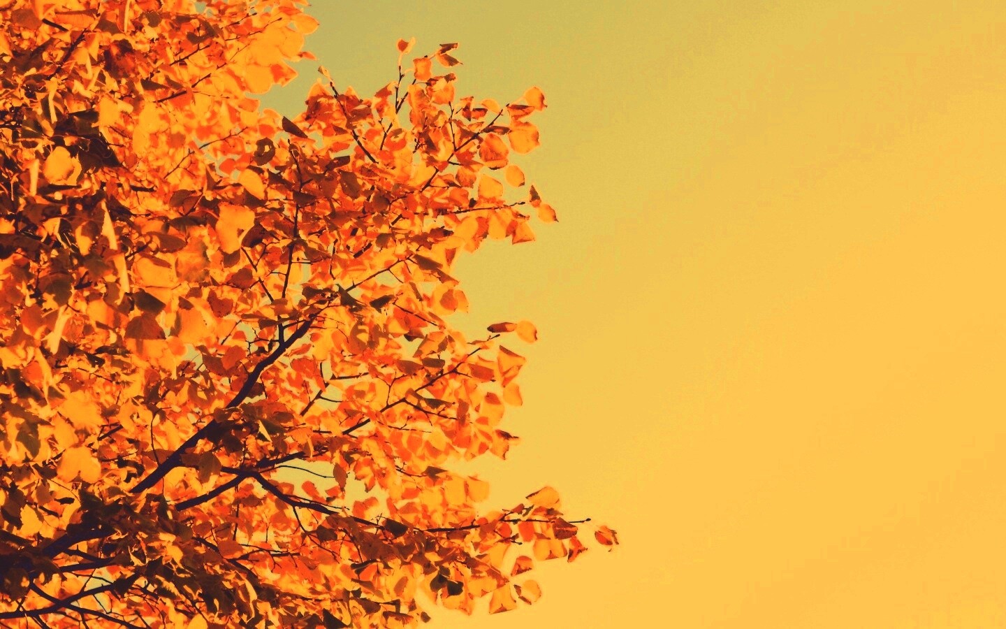 Ветви с пожелтевшими листьями на фоне неба обои
