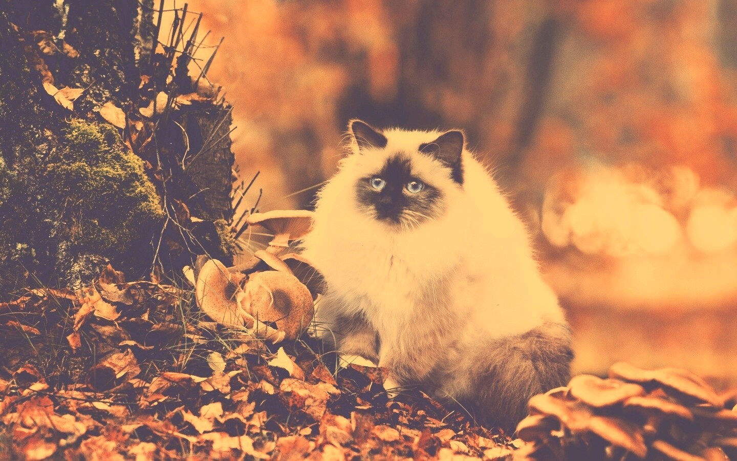 Пушистый кот среди пожелтевшей листвы обои