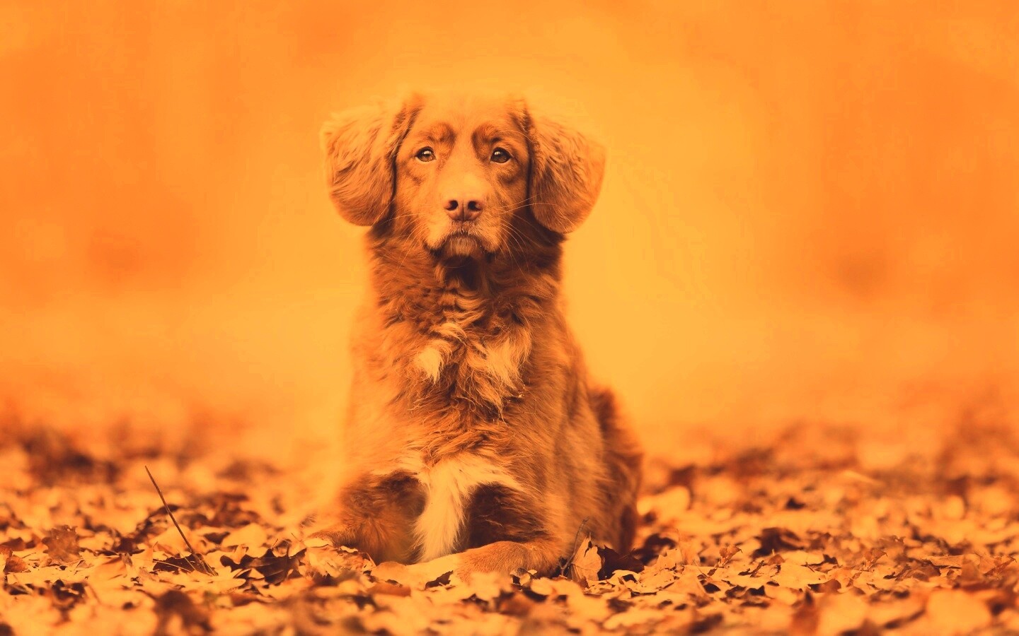 Осенний пес обои