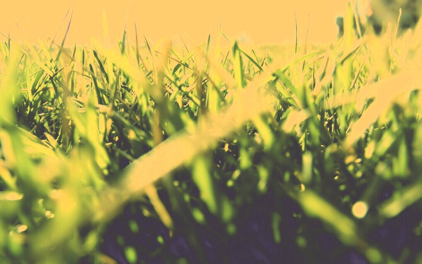 Трава обои