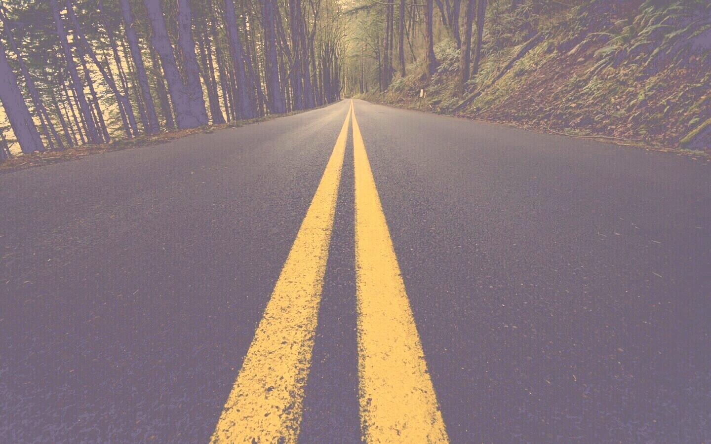 Дорога в лесу обои