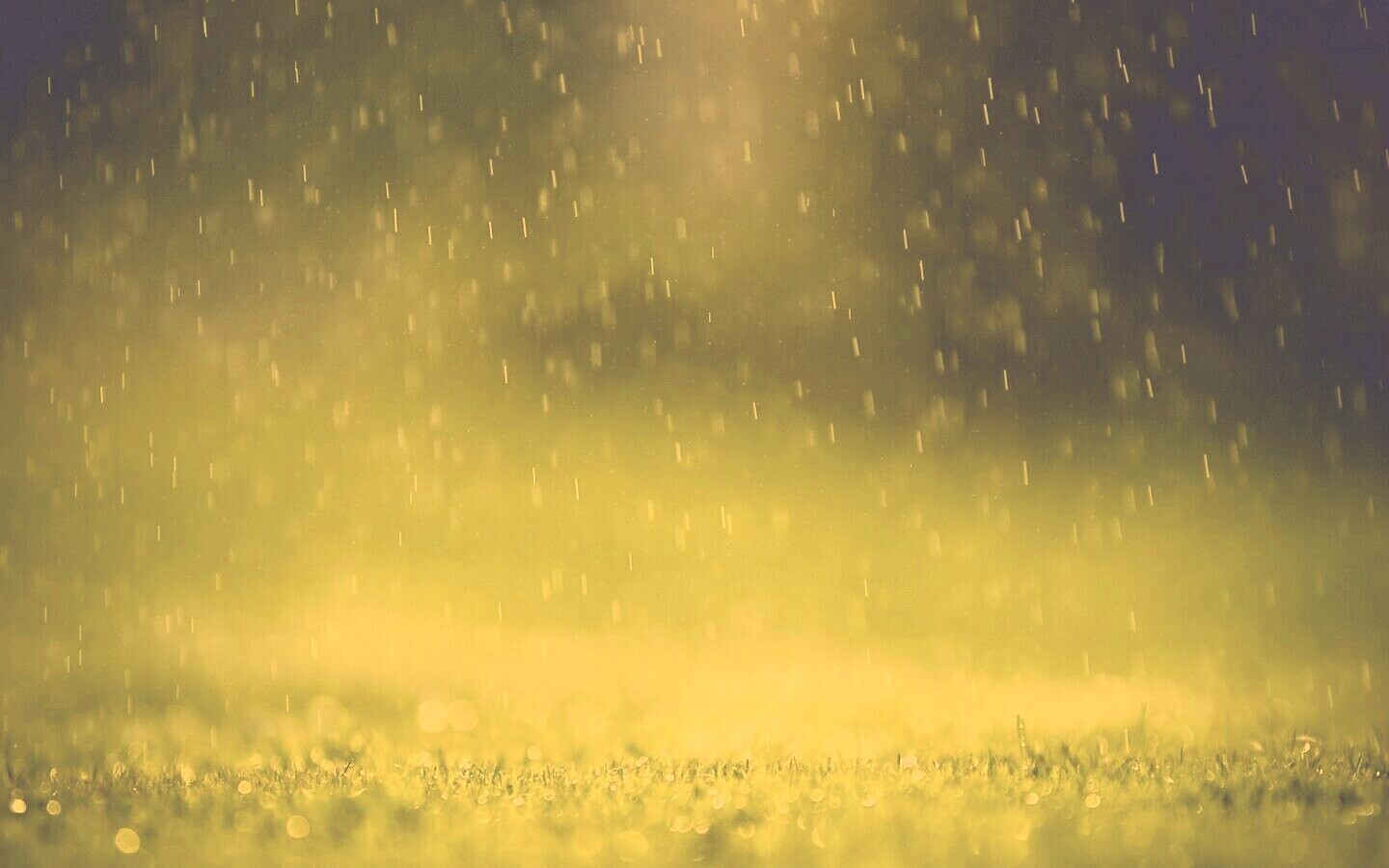 Трава под дождем обои