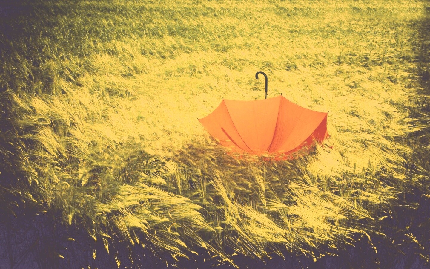 Зонт на траве обои