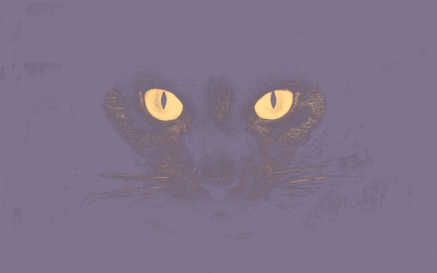 Черный кот обои