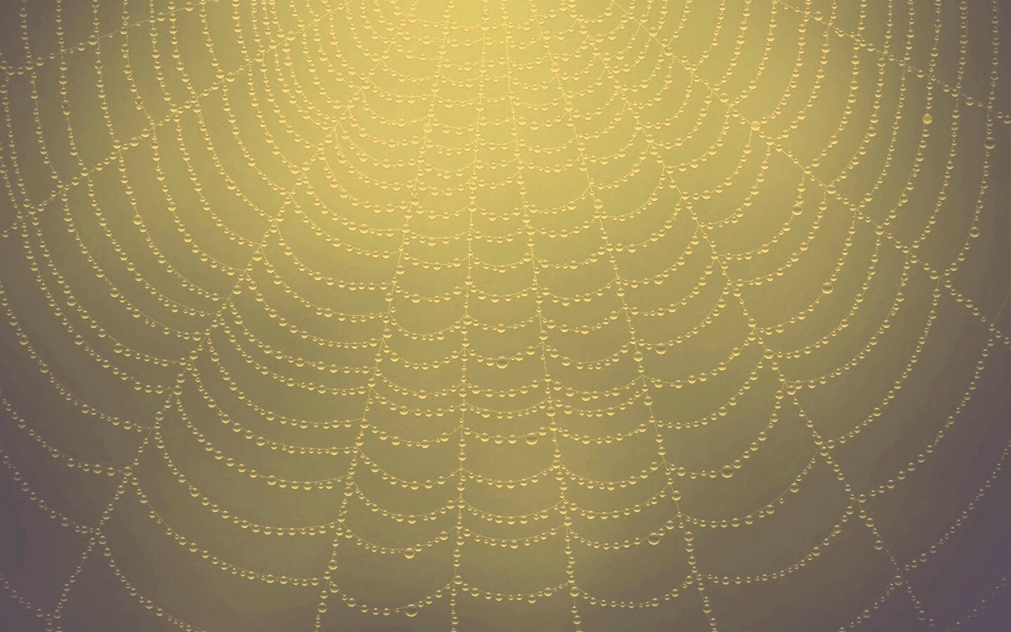 Роса на паутине обои