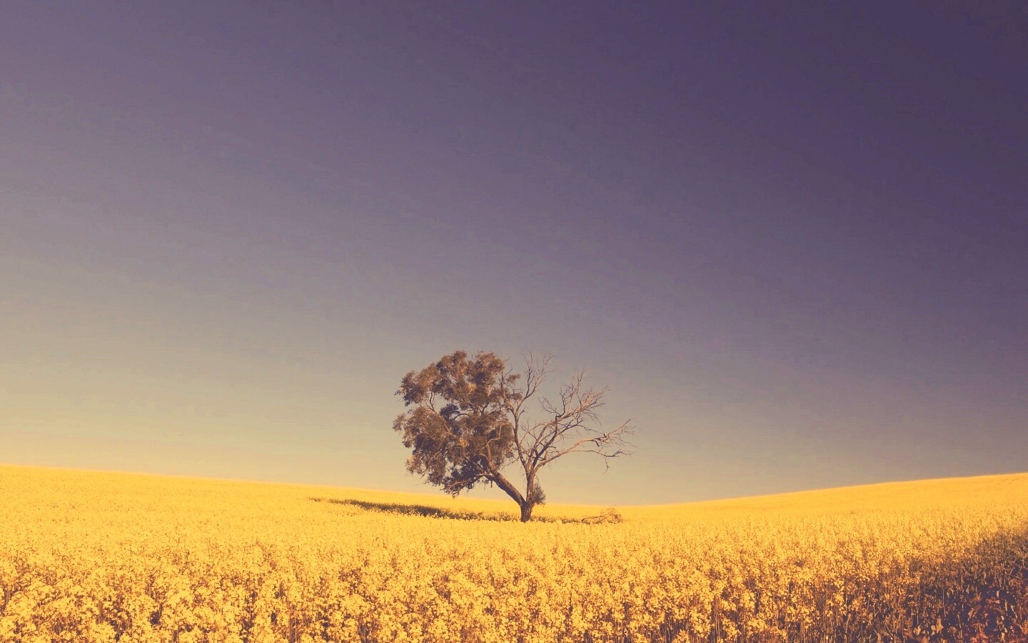 Дерево в поле обои