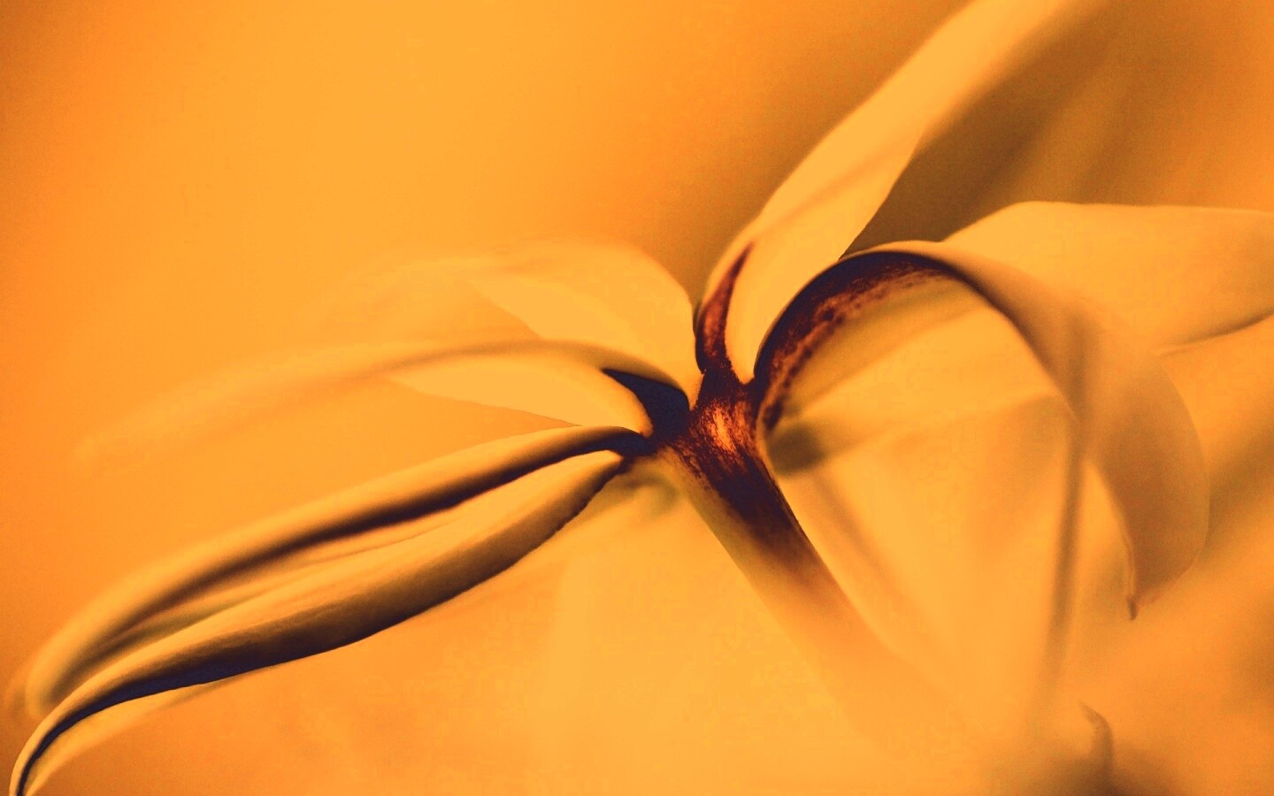 Цветок обои