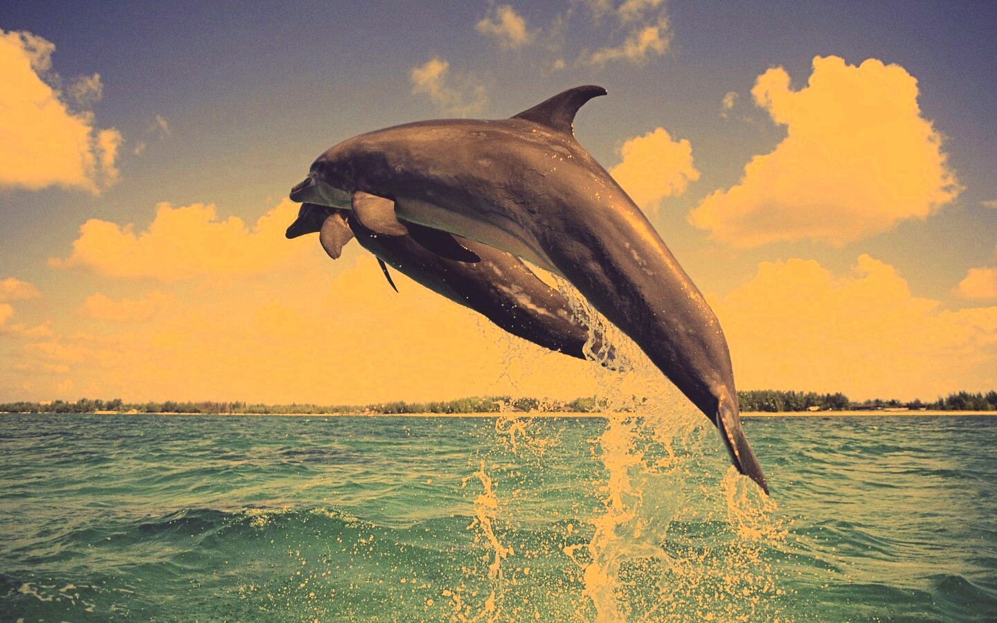 Дельфины обои