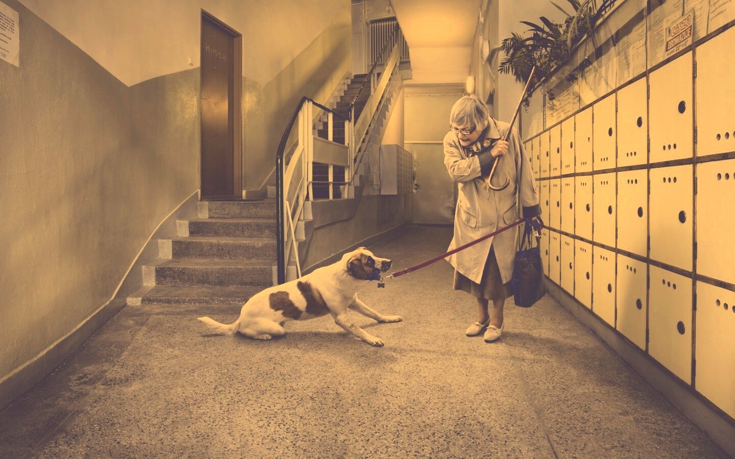 Непослушная собака обои