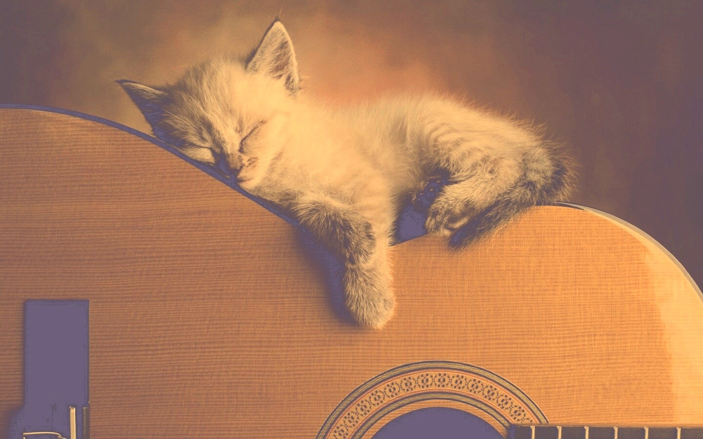 Котенок на гитаре обои