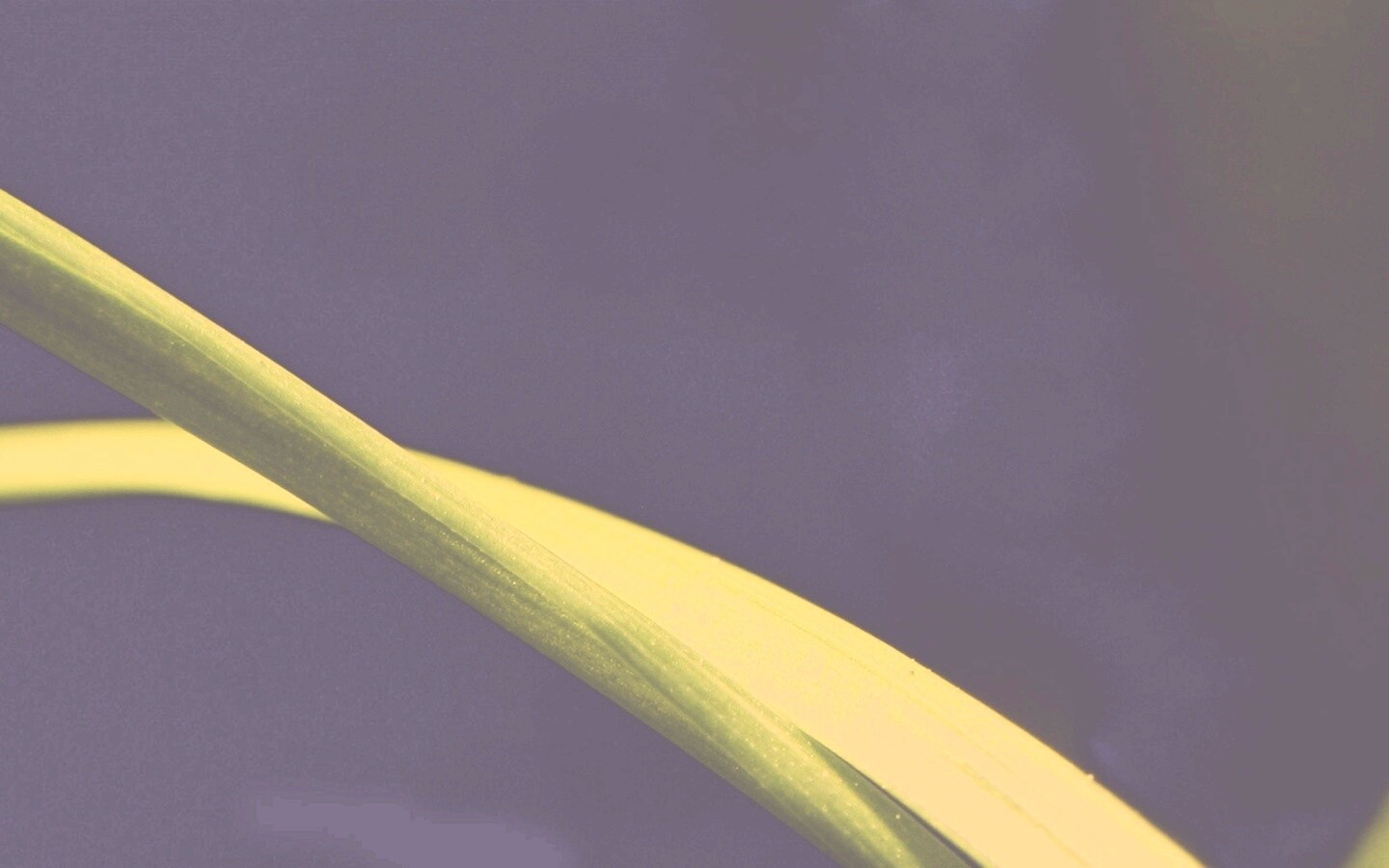 Зелень обои