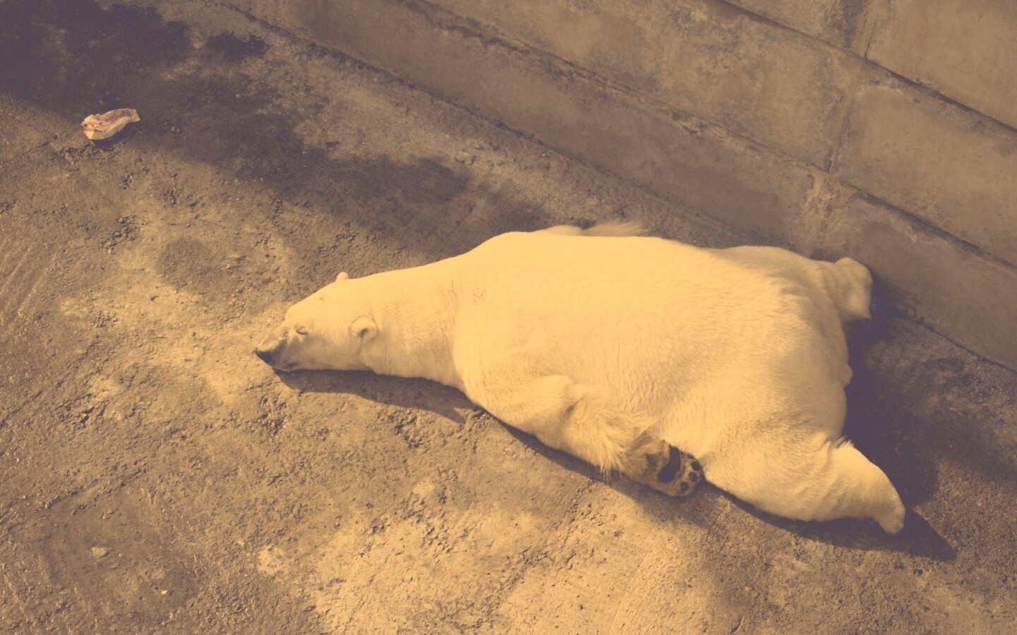 Мы можем их спасти обои