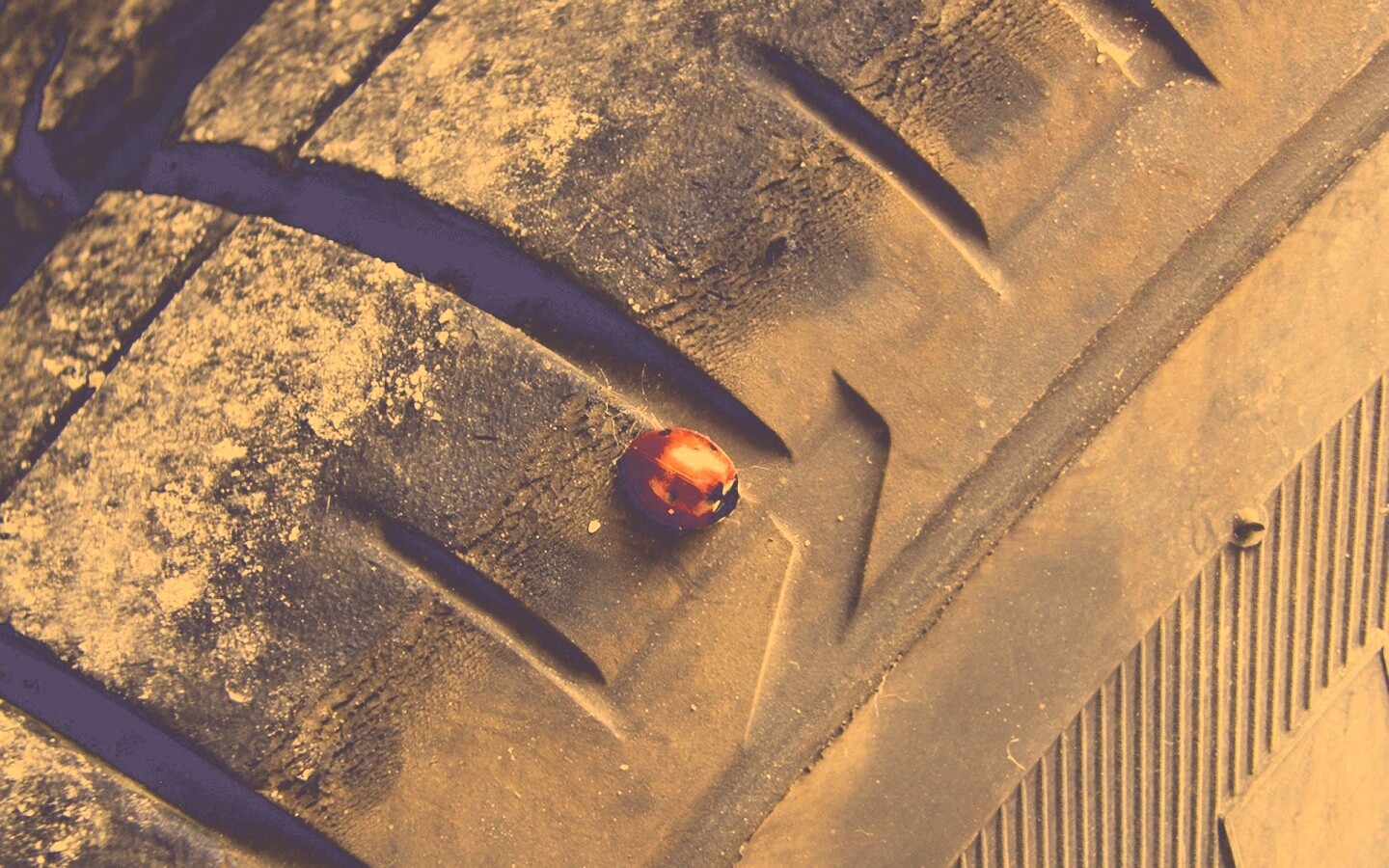 Божья коровка на автомобильной покрышке обои