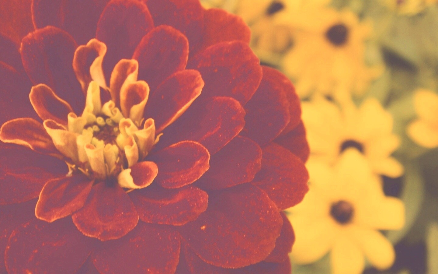 Красный цветок обои