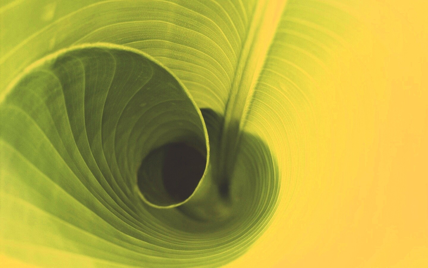 Зеленый лист трубочкой обои