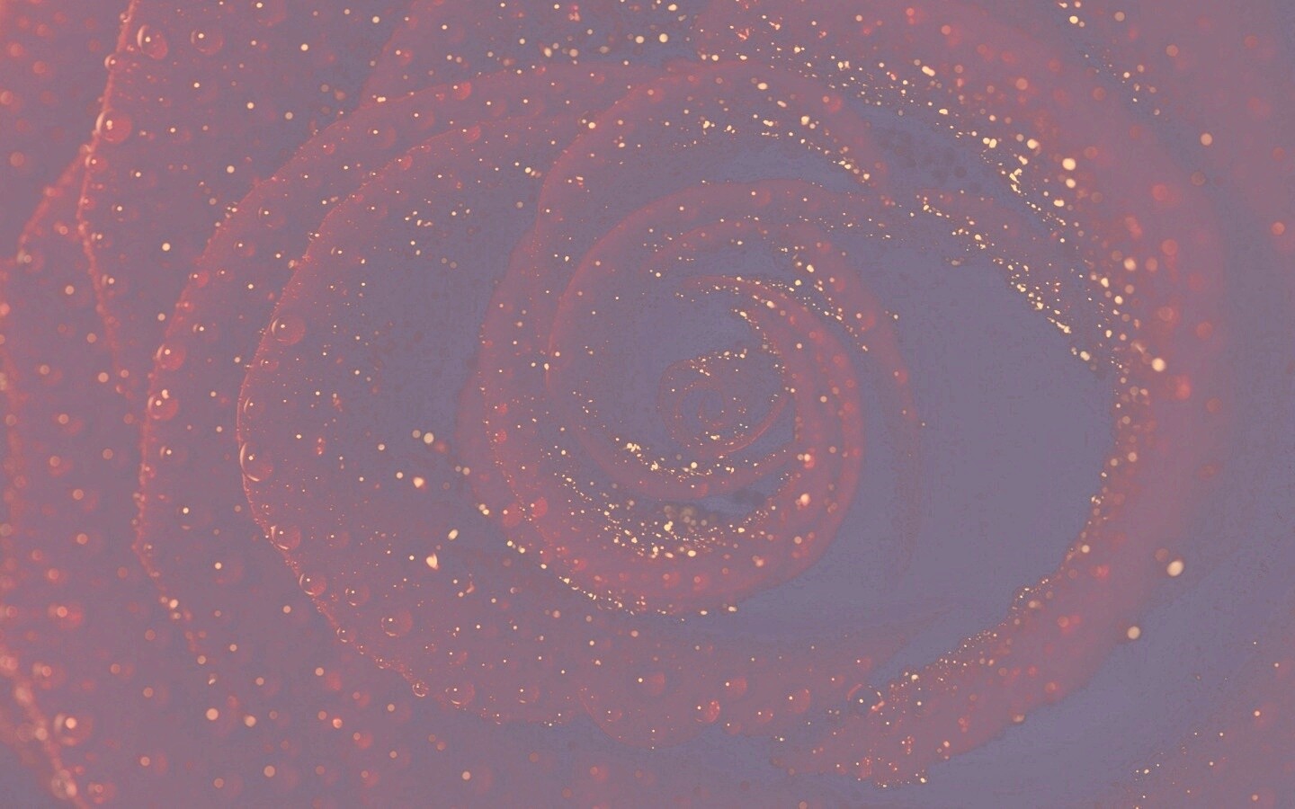 Красная роза обои