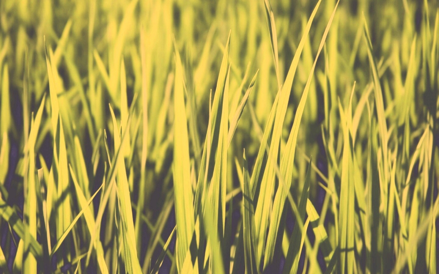 Яркая сочная трава обои