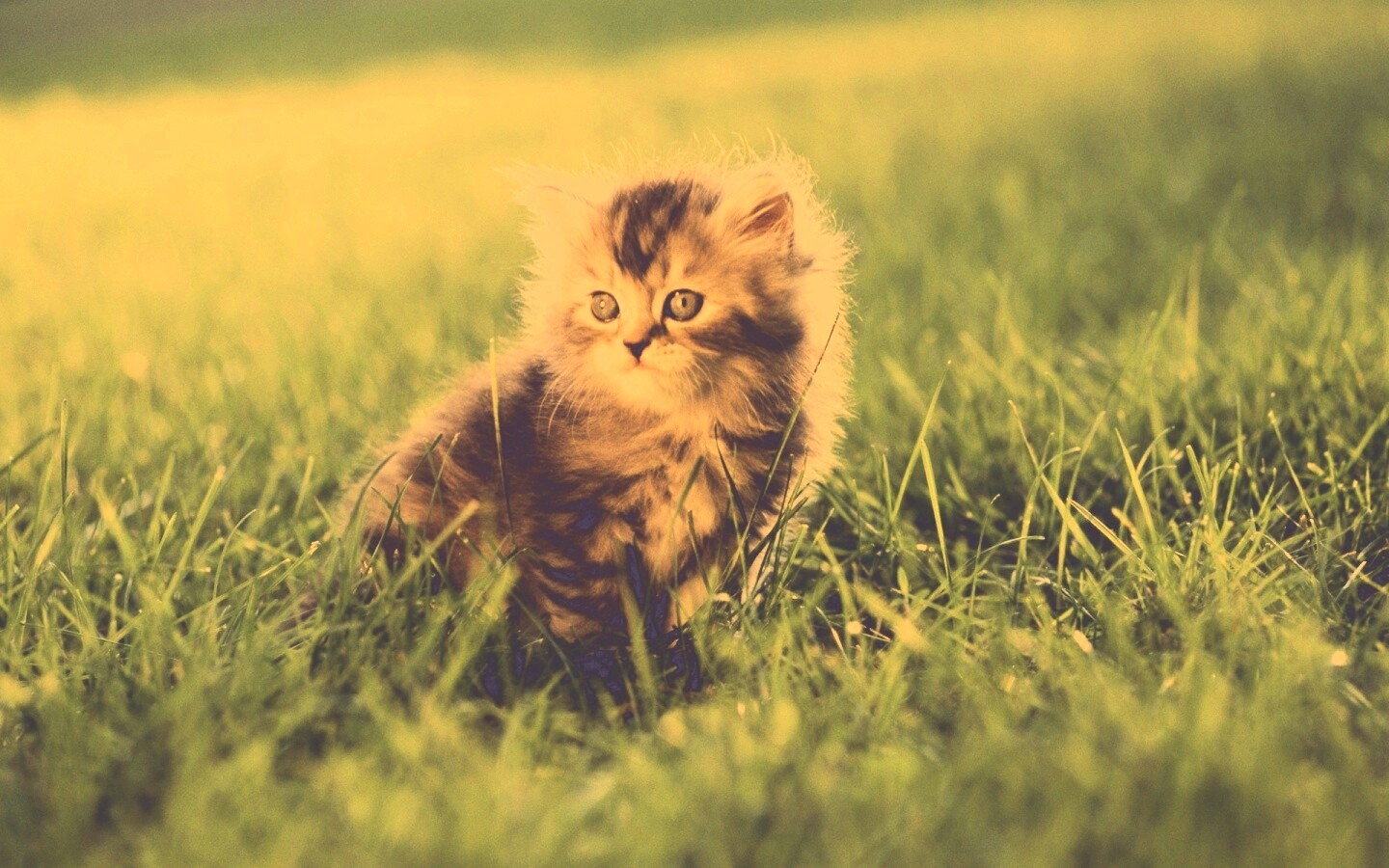 Пушистый котенок в траве обои