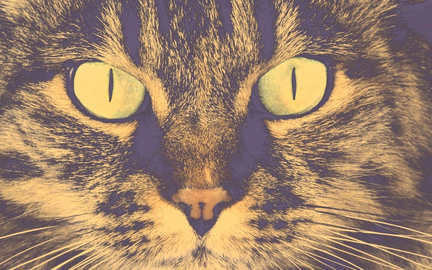 Кошачья морда обои