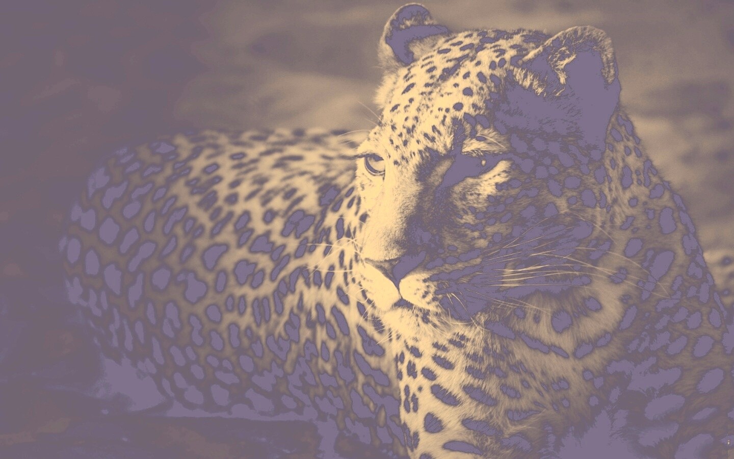 Леопард обои