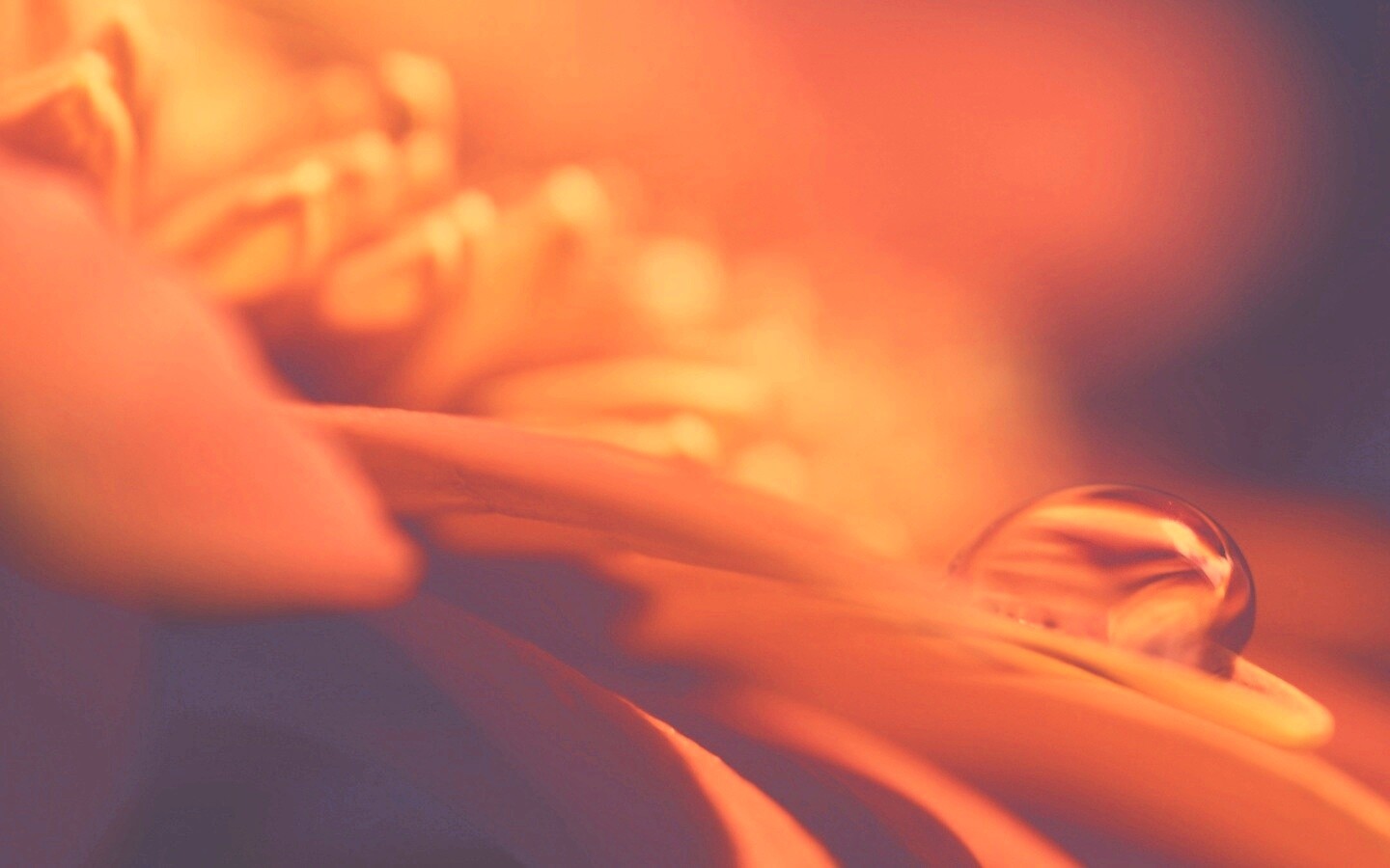 Пламенный цветок обои