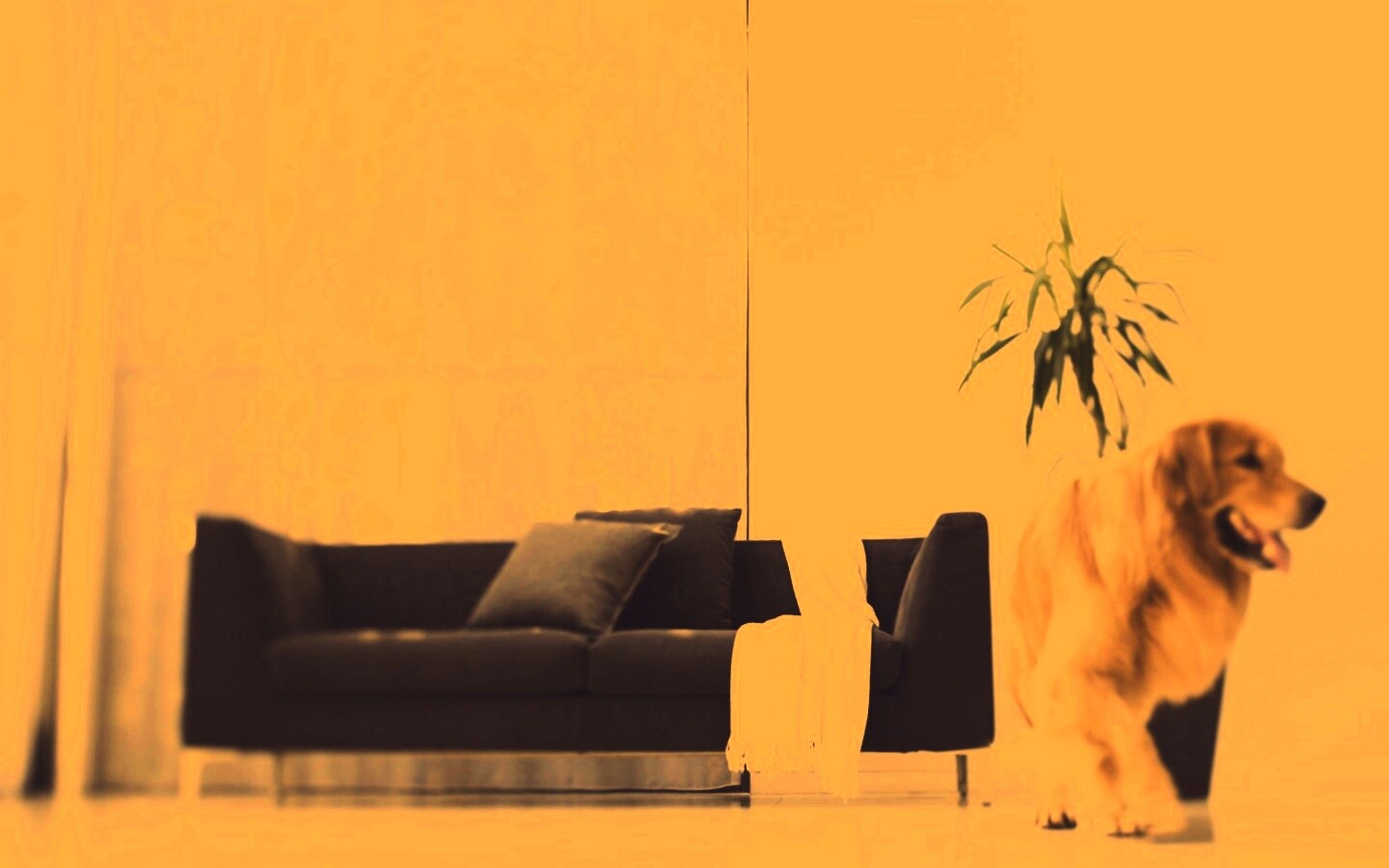 Собака в быту обои