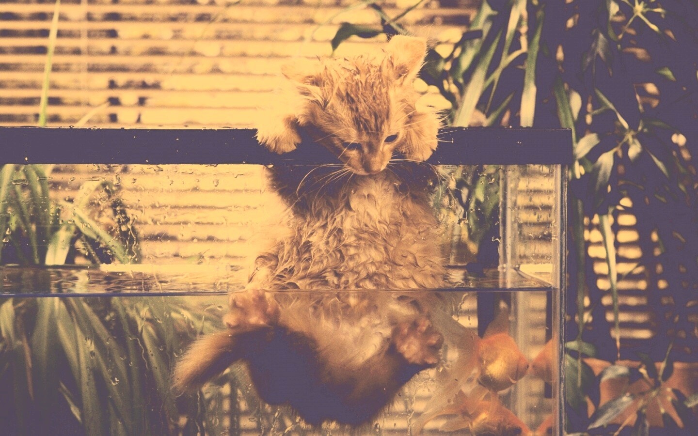 Мокрая киска обои