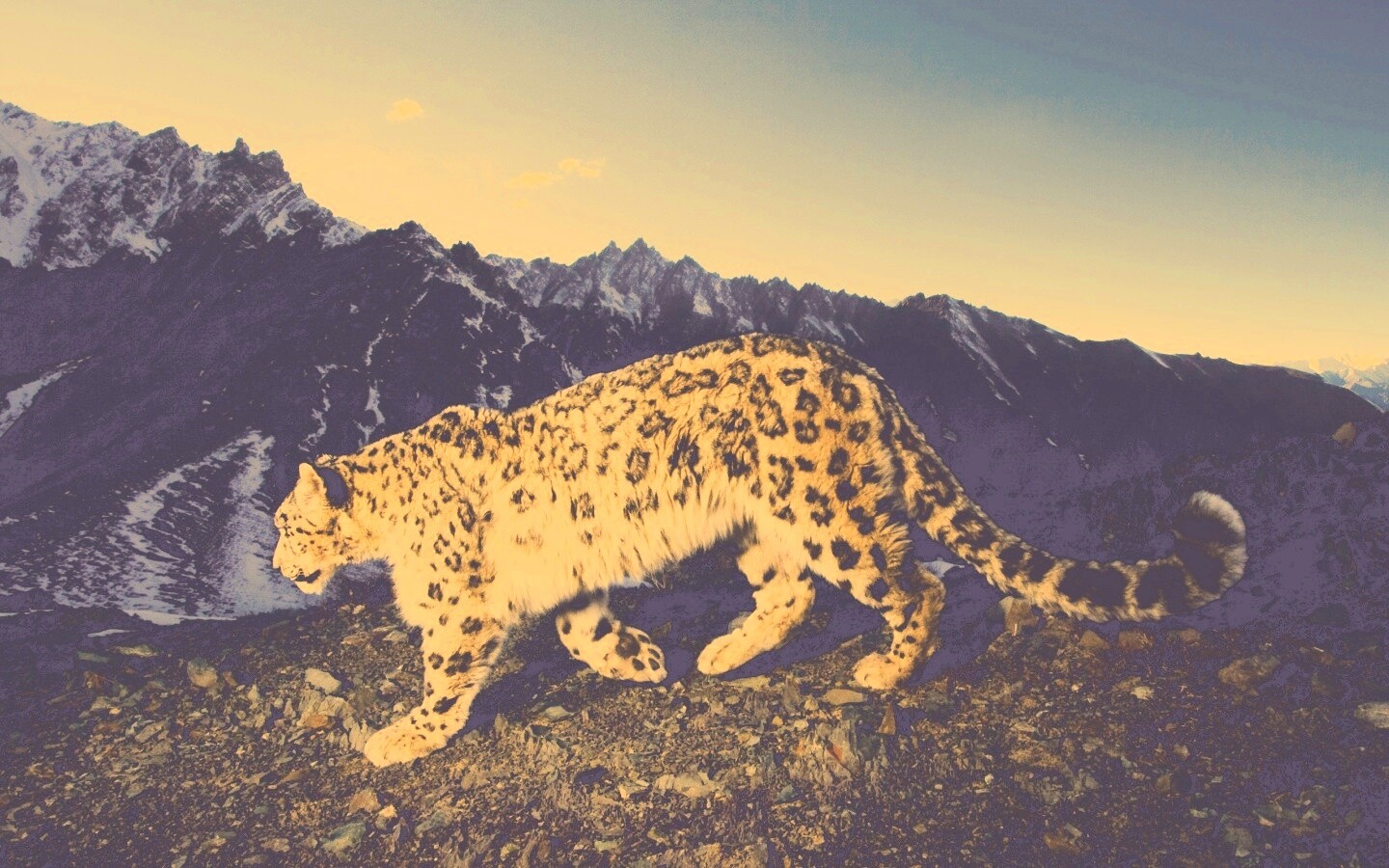 Леопард обои