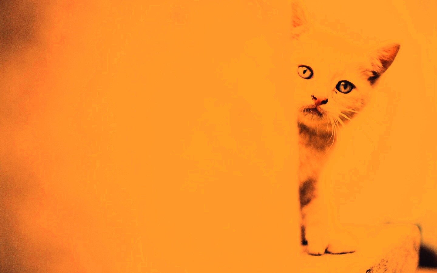 Котик из-за угла обои