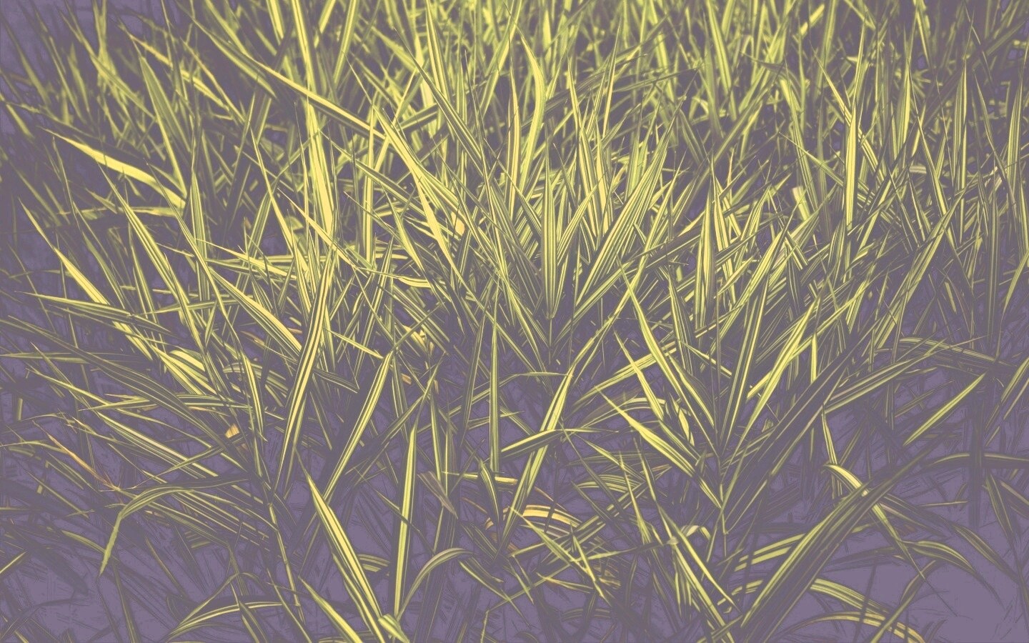 Дикая трава обои