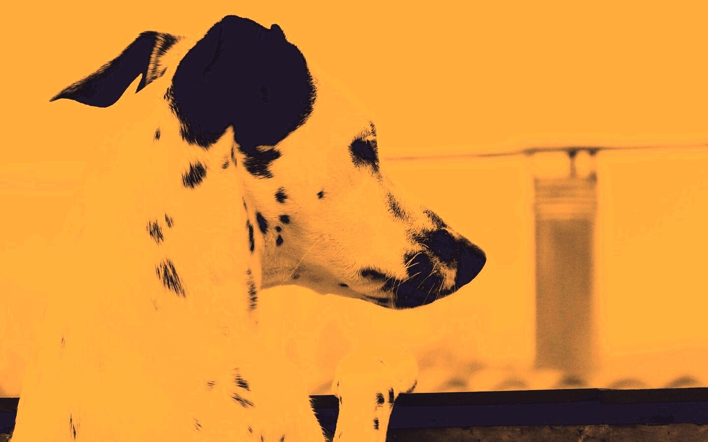 Долматинец смотрит вдаль обои