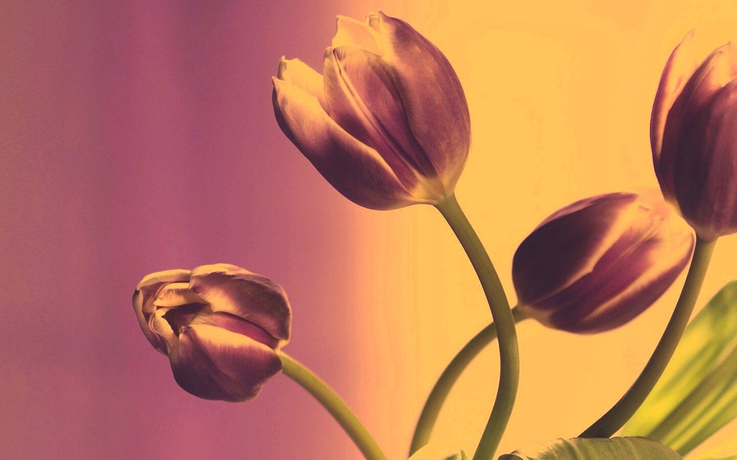 Сиреневые цветы обои