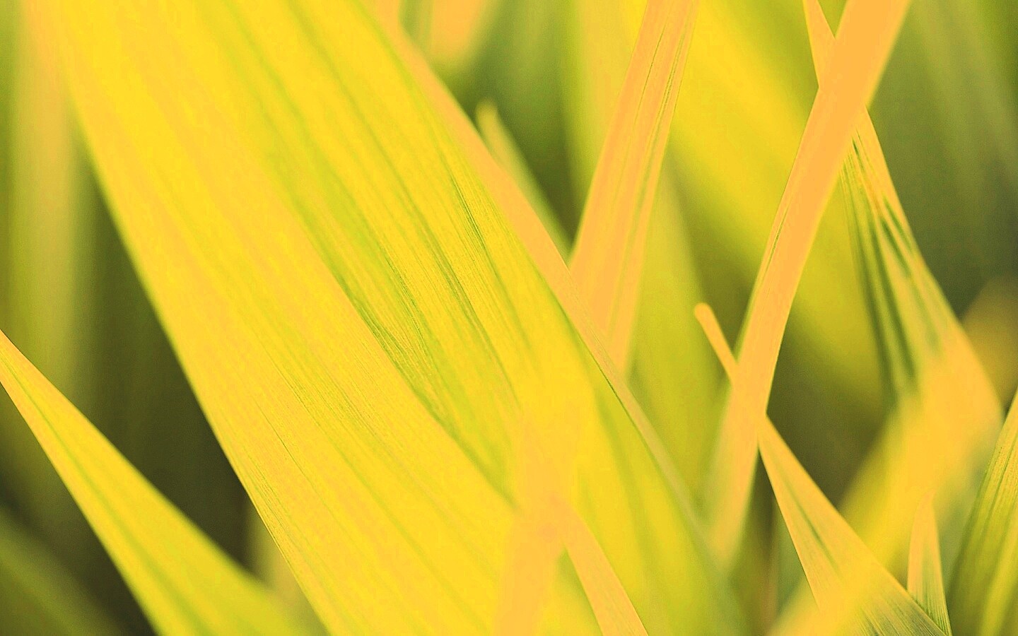 Идеальный кусочек зелени обои