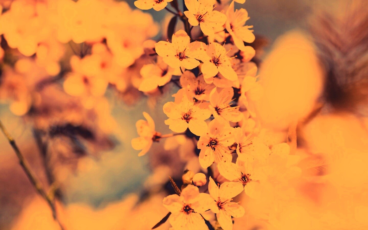 Цветение вишни обои