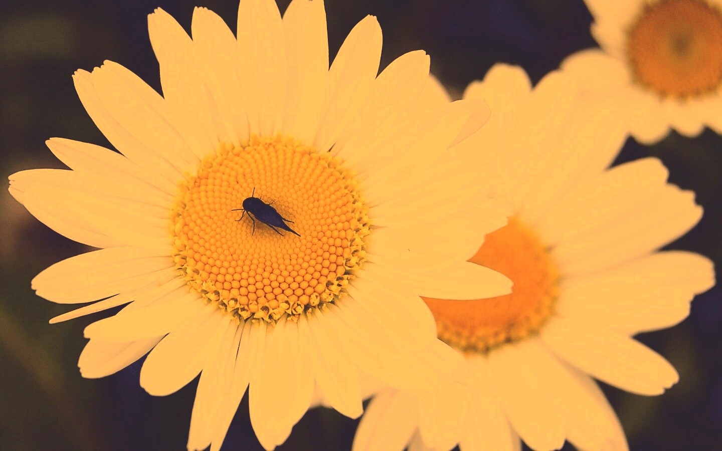 Ромашки обои