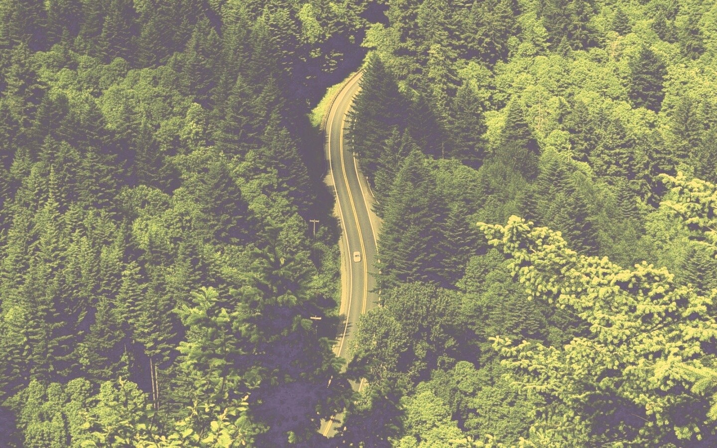 Лесная трасса обои