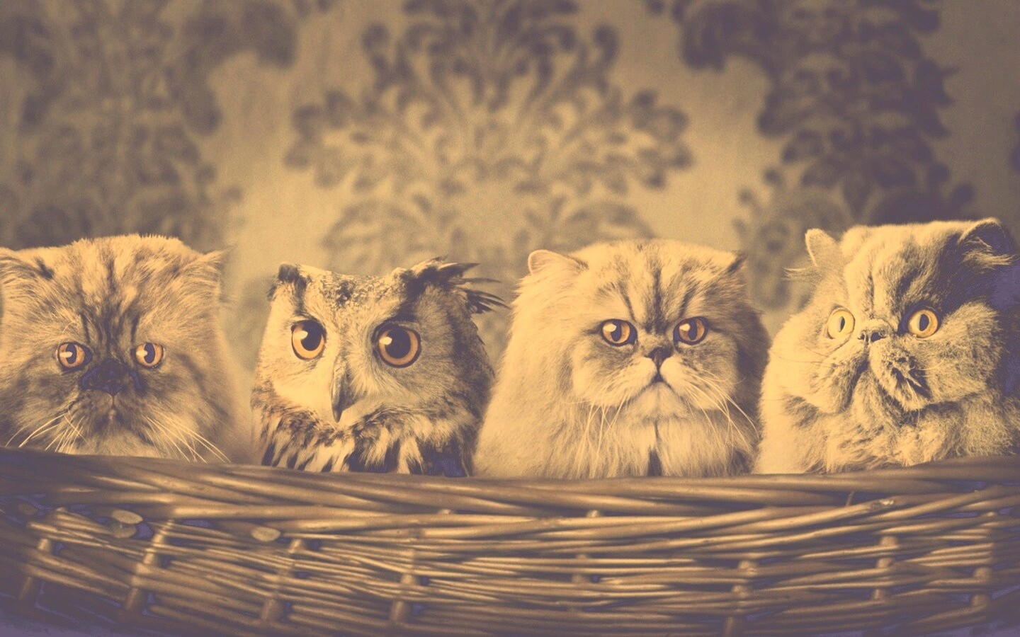 Чужой среди своих обои