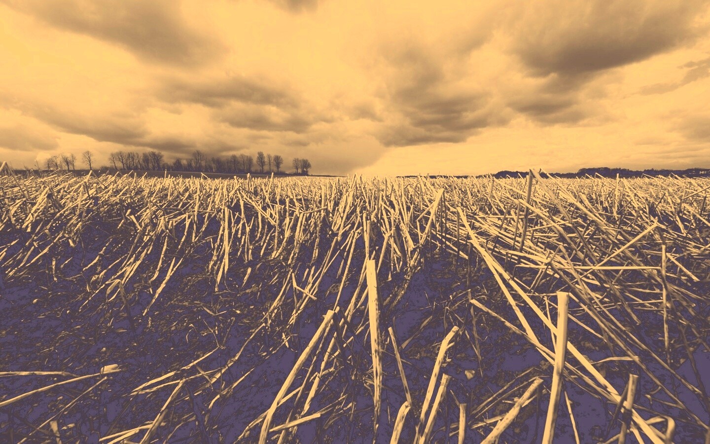 Убранное поле обои